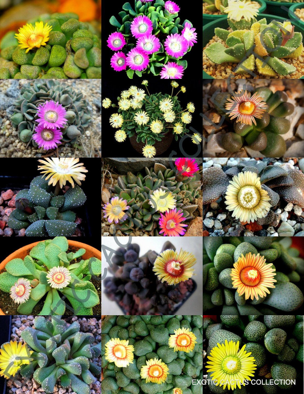 FLOWERING ALOINOPSIS MIX rare exotic succulent mesemb living stone seed 20 SEEDS