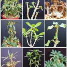 DORSTENIA VARIETY MIX, exotic rare pachycaul cactus caudex bonsai seed 10 SEEDS