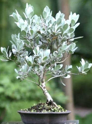 Conocarpus Erectus Sericeus florida native wild tree bonsai shrub seed 15 seeds