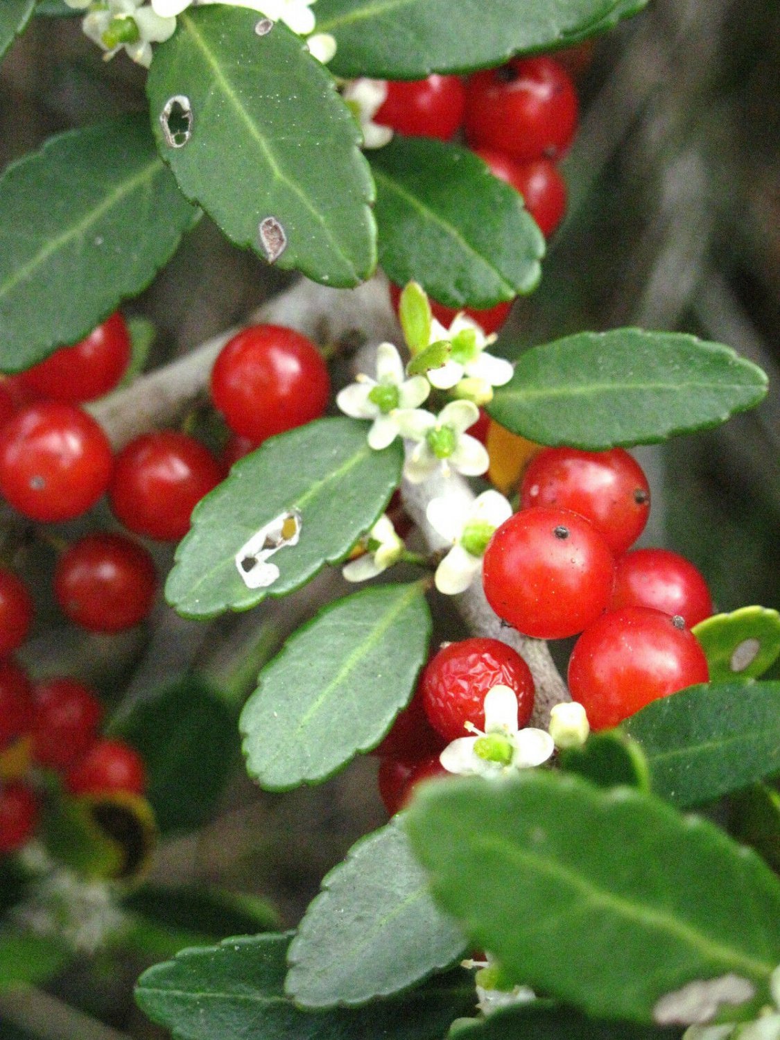 ilex cassine- DAHOON HOLLY Florida native wild tree bonsai shrub seed 15 seeds