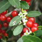 ilex cassine- DAHOON HOLLY Florida native wild tree bonsai shrub seed 15 seeds