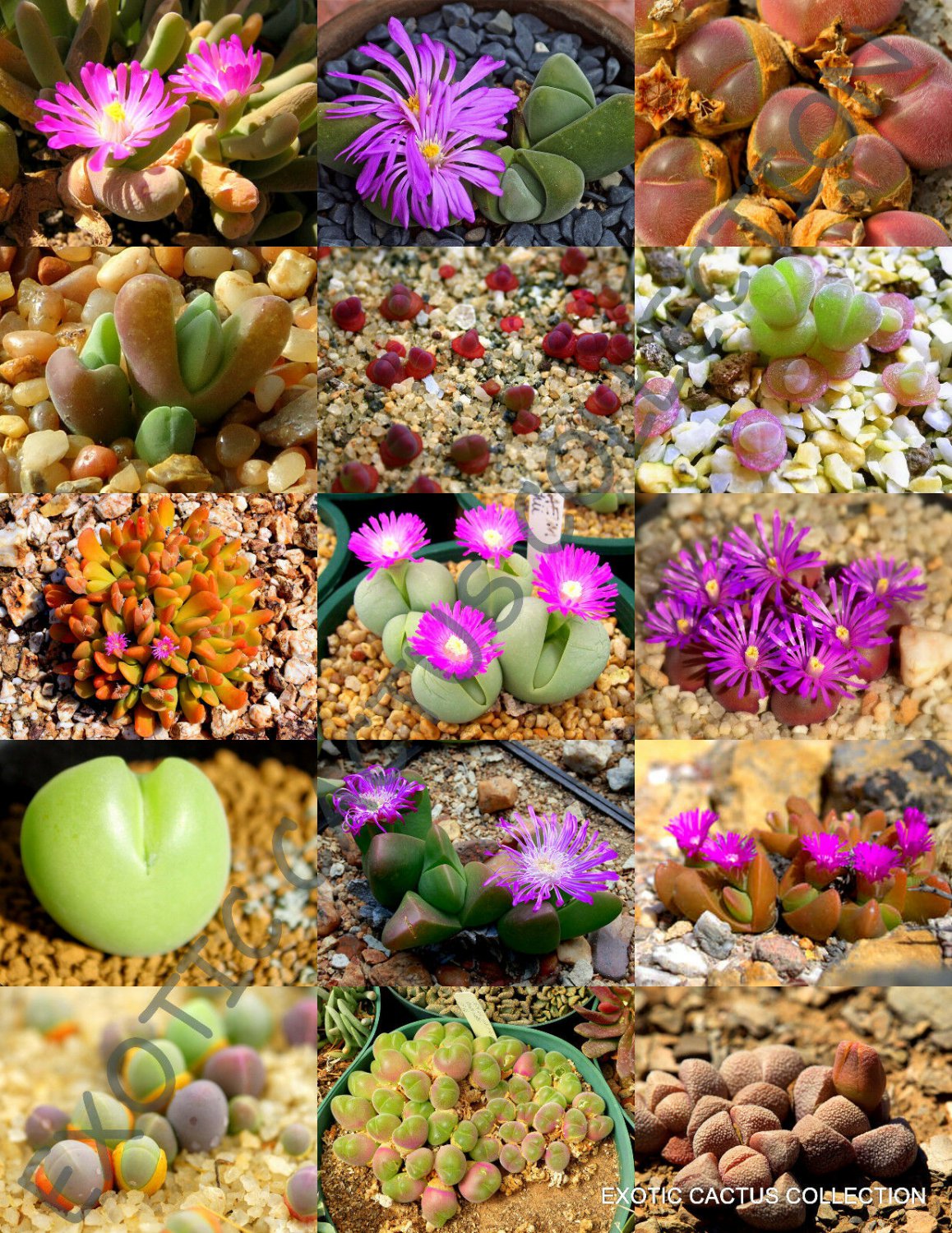 COLOR GIBBAEUM MIX succulent cactus mixed living stones rock plant seed 15 SEEDS