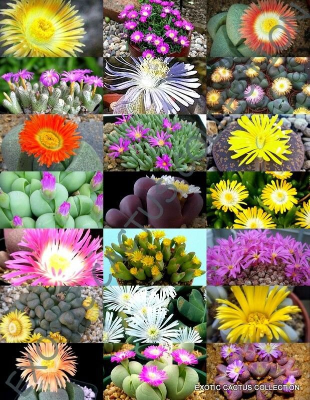 FLOWERING MESEMBS MIX exotic succulent rocks living stones plant seed -15 SEEDS