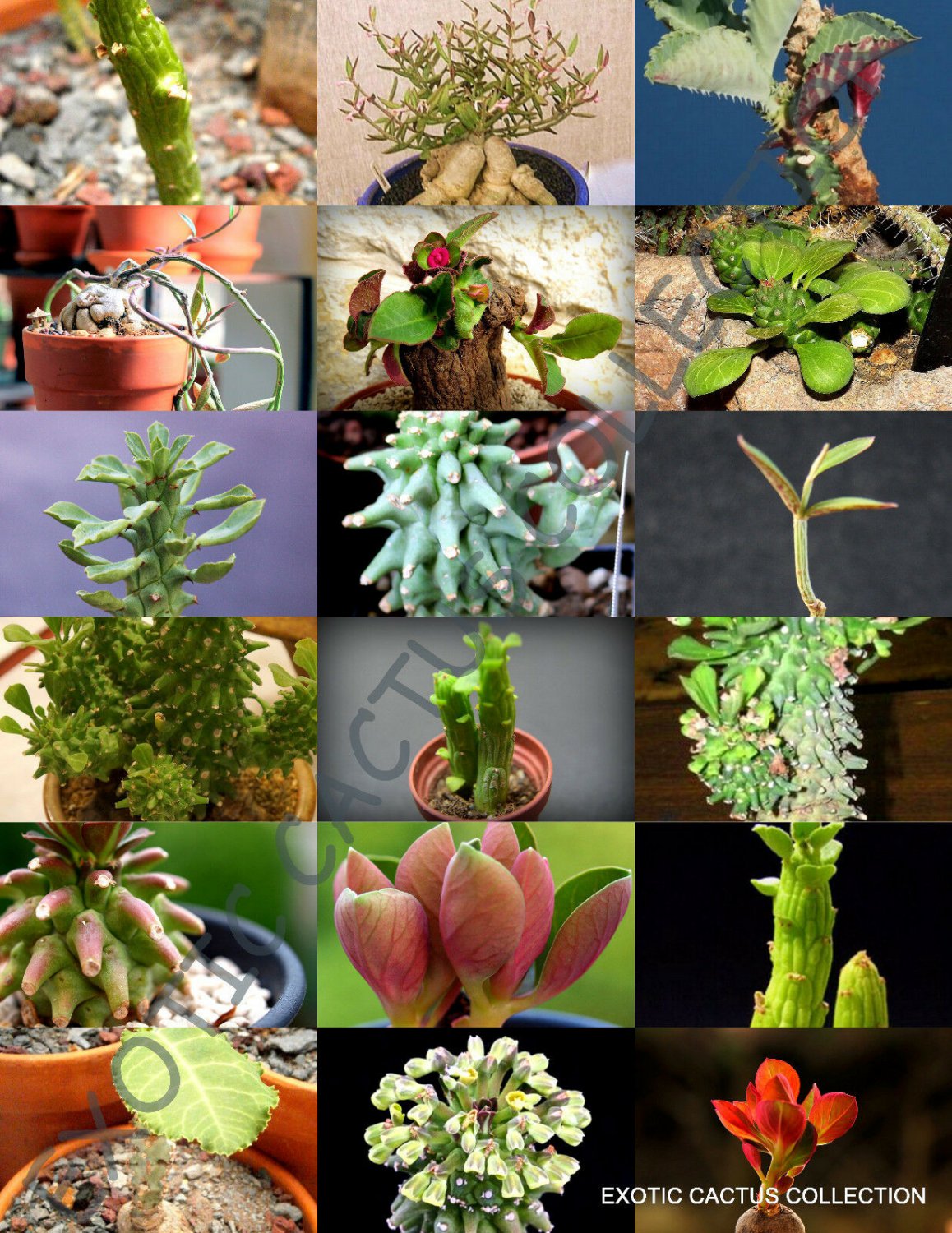 MONADENIUM MIX j rare exotic flowering succulent cactus variety seed 10 SEEDS