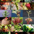 EXOTIC MONADENIUM MIX j flowering rare succulent cactus variety seed 10 SEEDS