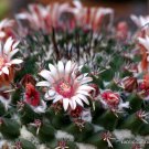 MAMMILLARIA MAGNIMAMMA , exotic . rare cactus cacti plant seeds - 20 SEEDS