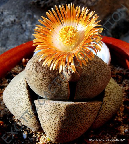 RARE PLEIOSPILOS NELII succulent mesembs rock living stones cactus seed 20 SEEDS