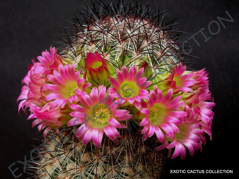 MAMMILLARIA MICROHELIA , exotic rare cactus cacti plant seeds - 20 SEEDS