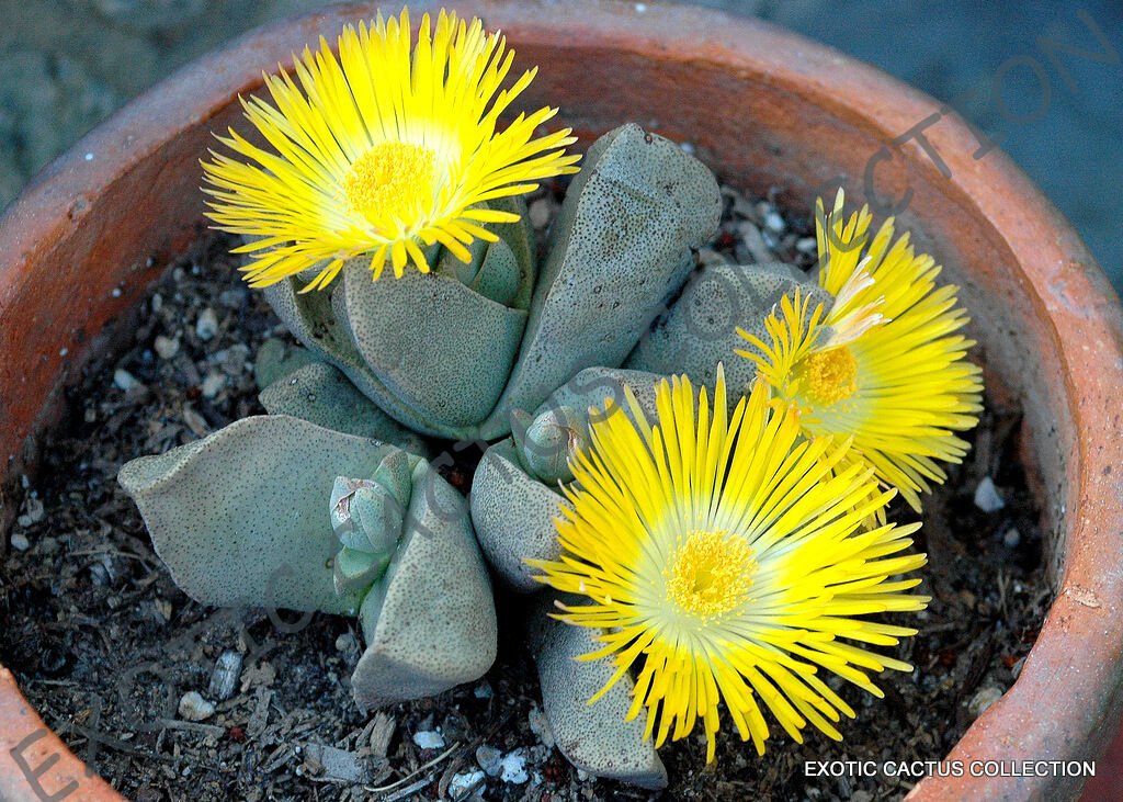 RARE PLEIOSPILOS COMPACTUS mesemb mesembs rock living stones seed 20 SEEDS