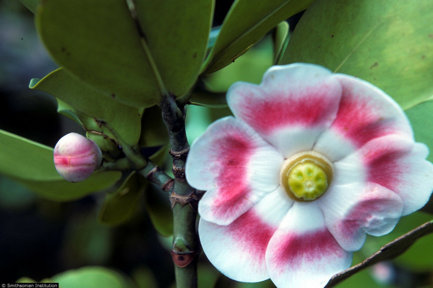 CLUSIA ROSEA major autograph tree exotic balsam apple cuba native seed 10 SEEDS