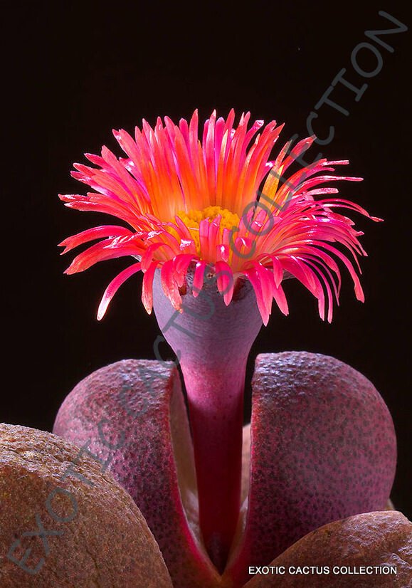 RARE PLEIOSPILOS NELII ROYAL FLUSH  mesembs living stones cactus seed 20 SEEDS