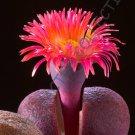RARE PLEIOSPILOS NELII ROYAL FLUSH  mesembs living stones cactus seed 20 SEEDS