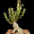 RARE EUPHORBIA KNUTII exotic african bonsai caudex africa succulent seed 5 seeds