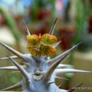 RARE EUPHORBIA HOFSTAETTERI exotic madagascar succulent bonsai seed 5 seeds