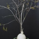 RARE EUPHORBIA HEDYOTOIDES  exotic madagascar bonsai caudex cacti seed 5 seeds