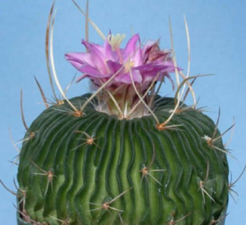 Stenocactus multicostatum J cactus rare seed 10 SEEDS