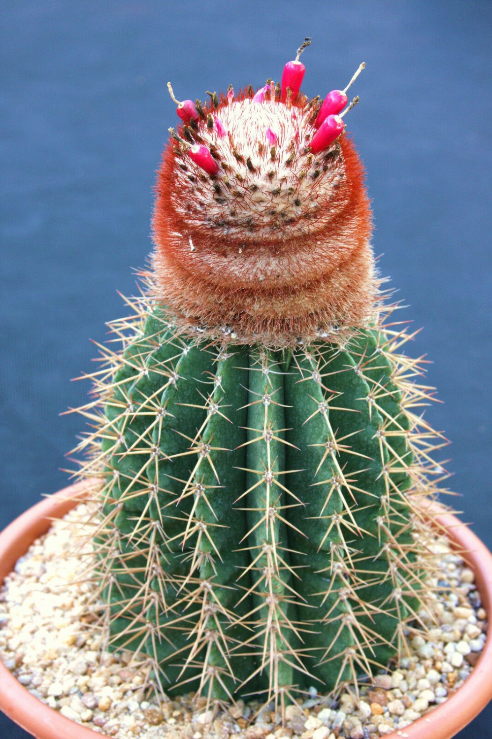 Melocactus intortus exotic turk's cap caribean cacti rare cactus seed 20 SEEDS