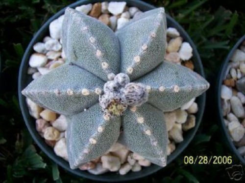 Astrophytum multicostatum 6 rare cactus seed 15 SEEDS
