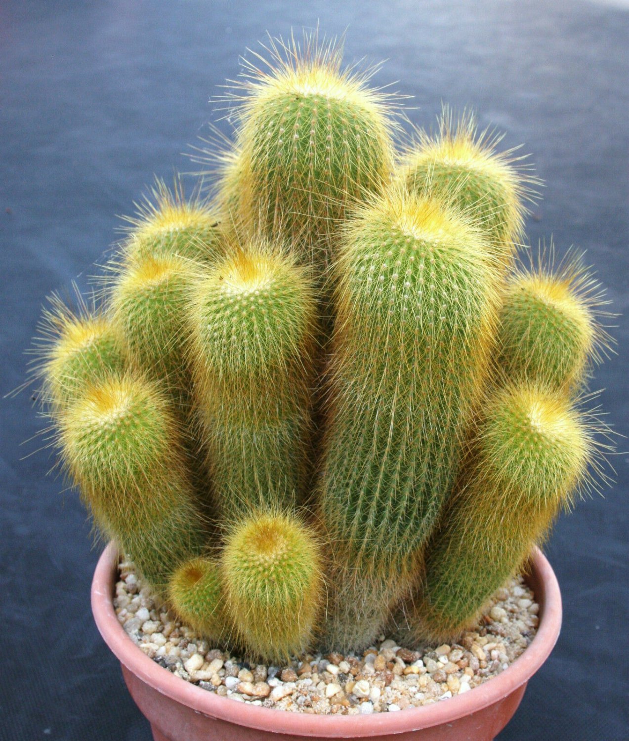 Notocactus leninghausii exotic columnar cacti parodia rare cactus seed 25 SEEDS