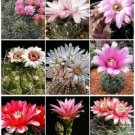 GYMNOCALYCIUM VARIETY MIX cactus rare cacti mixed lot lots semi seed 25 SEEDS