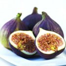 Ficus Carica, Common fig exotic organic mulberry edible fruit tree seed 10 SEEDS