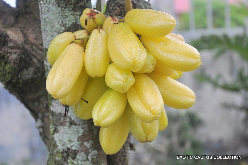 AVERRHOA BILIMBI tropical Cucumber tree carambola rare fruit fresh seed -5 SEEDS