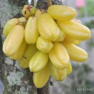 AVERRHOA BILIMBI tropical Cucumber tree carambola rare fruit fresh seed -5 SEEDS