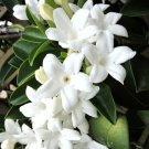 Stephanotis floribunda Madagascar jasmine vine rare fragrant flower seed 5 SEEDS