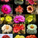 FLOWERING CACTUS MIX !! rare garden cacti exotic desert succulent seed 50 seeds