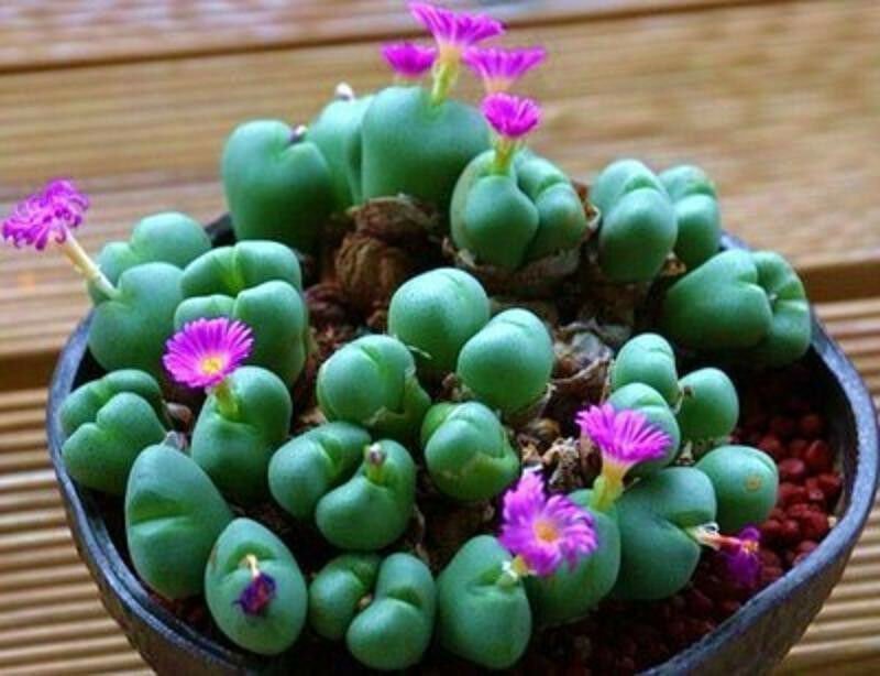 Argyroderma framesii, rare mesembs exotic succulent cactus seed stones 20 SEEDS