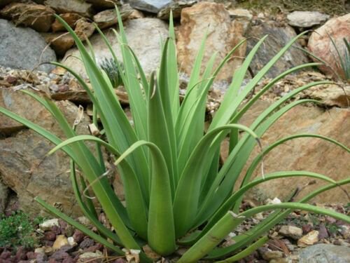 Agave Bracteosa CANDELABRUM hardy exotic succulent aloe rare seed 15 SEEDS