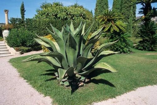 AGAVE FEROX, century plant hardy exotic succulent big aloe rare seed -15 SEEDS