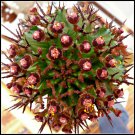 Euphorbia Polygona horrida rare succulent rare african garden plant seed 5 seeds