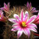 RARE MAMMILLARIA BLOSSFELDIANA J exotic flowering cacti cactus seed 20 SEEDS