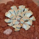 Titanopsis hugo-schlechteri, rare living stones mesembs ice plant seed -15 SEEDS