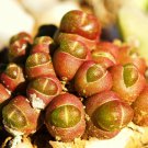 Oophytum Nanum rare living stones mesembs rock succulent ice plant seed 15 SEEDS