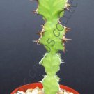 EUPHORBIA GRANDIALATA j exotic rare cactus cacti plant seed -5 SEEDS
