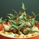 Scilla Violacea v Miner rare ledebouria exotic bulb seed succulent plant 5 SEEDS
