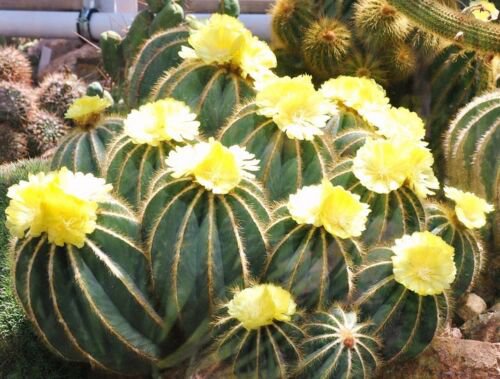 Parodia Magnifica, rare notocactus exotic eriocactus succulent cactus - 25 SEEDS