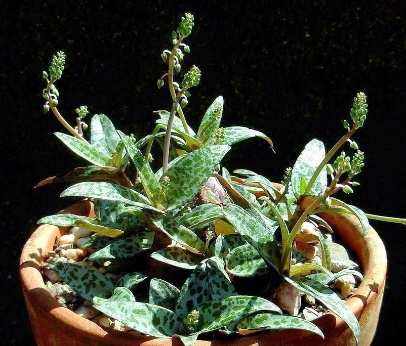 Scilla Violacea rare ledebouria socialis exotic bulb seed succulent aloe 5 SEEDS