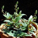 Scilla Violacea rare ledebouria socialis exotic bulb seed succulent aloe 5 SEEDS