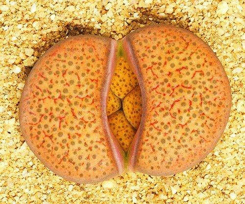 LITHOPS FULVICEPS C170, living stones rare scculent rock mesembs seed -15 SEEDS
