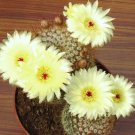 Notocactus Schlosseri, exotic parodia eriocactus rare succulent cactus -25 SEEDS
