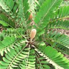 CARDBOARD palm, Zamia Furfuracea sago cycad plant tree mexican seed - 10 seeds