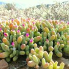 Gibbaeum Geminum SB647 Koeniekuill, rare mesembs exotic succulent seed 20 SEEDS