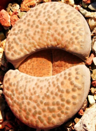 LITHOPS FULVICEPS LYDIAE C219, rare living stones exotic mesembs seed - 15 SEEDS