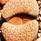 LITHOPS FULVICEPS LYDIAE C219, rare living stones exotic mesembs seed - 15 SEEDS