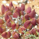 Gibbaeum gibbosum SB640 exotic succulent rare living rocks mesembs seed 20 SEEDS