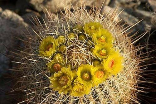 Ferocactus Cylindraceus rare cacti exotic succulent cactus flower seed 20 SEEDS