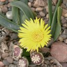 Glottiphyllum SB650 Lemoenshoek rare living stones exotic mesembs seed 20 SEEDS